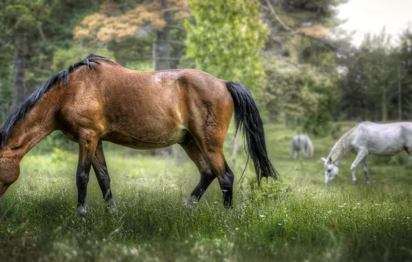 Картинка природа, фон, кони