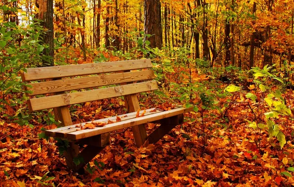 Осень, лес, цвета, скамейка, листва