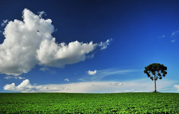 Картинка поле, лето, небо, дерево, облако