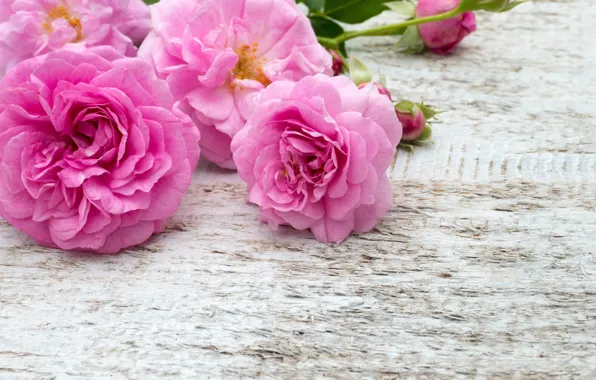 Картинка цветы, розы, букет, розовые, белые, бутоны, pink, flowers