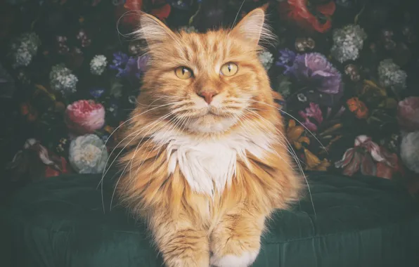 Кошка, кот, цветы, рыжий