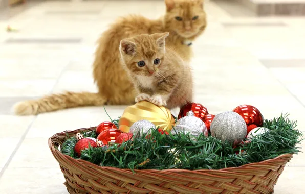 Зима, кошка, кот, украшения, новый год, котёнок, корзинка