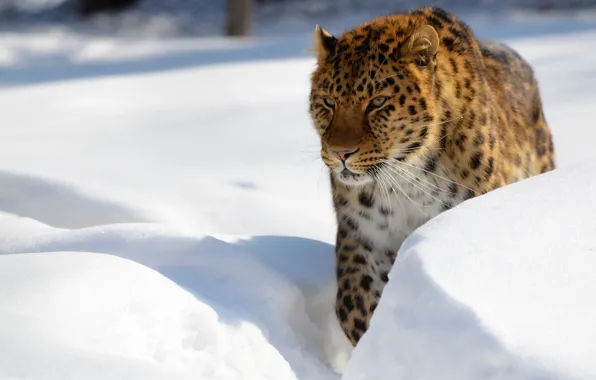 Картинка зима, снег, леопард, сугробы, дикая кошка