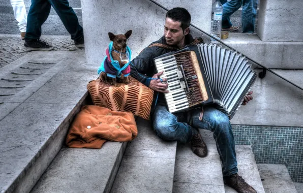 Картинка музыка, улица, собака, музыкант, аккордеон