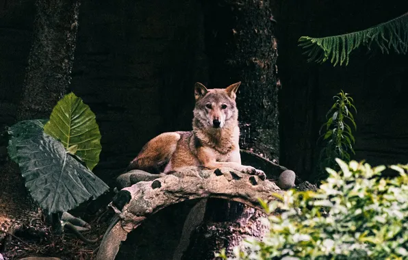 Картинка nature, predator, animal, wolf, wildlife, portrait, portrait., Canis lupus. face