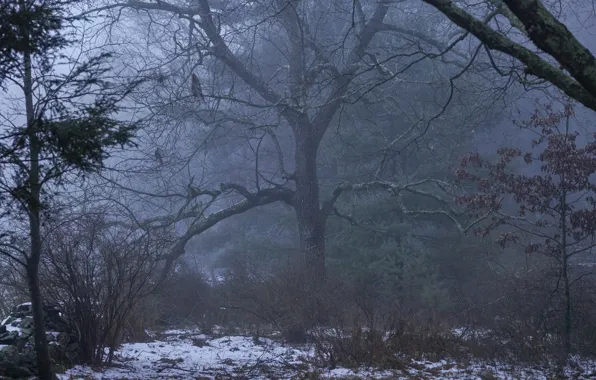 Картинка лес, снег, деревья, природа, туман