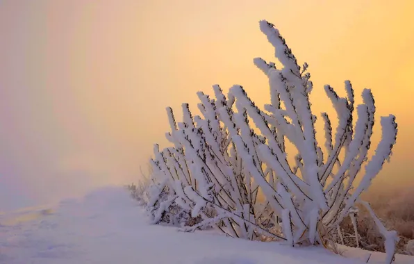 Картинка зима, небо, снег, пейзаж, природа, white, sky, nature