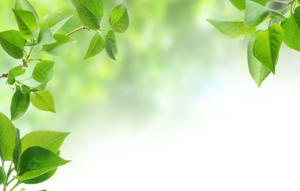 Листья, фон, дерево, зеленые листья, листок, ветка, background, leaves