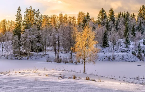 Картинка зима, свет, снег, природа, берёза