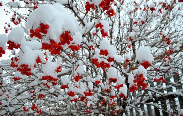 Зима, снег, дерево, красная, рябина