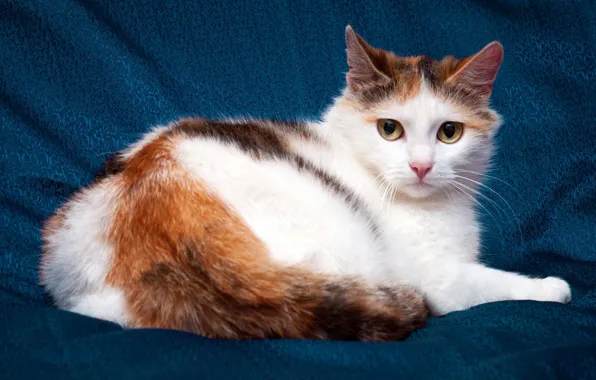Кошка, белый, глаза, кот, взгляд, синий, котенок, фон