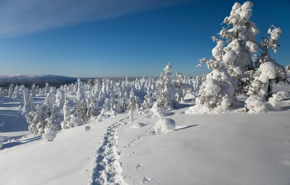 Картинка зима, снег, деревья, следы, Финляндия, Finland, Lapland, Лапландия