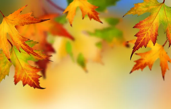 Картинка осень, листья, яркие цвета