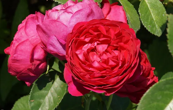 Роза, бутон, rose, цветение, bloom, Bud
