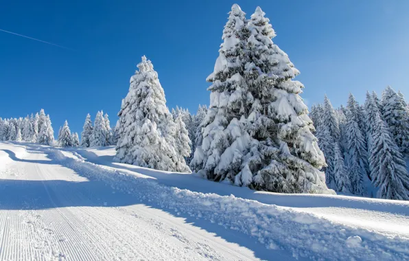 Картинка зима, дорога, снег, деревья, ели