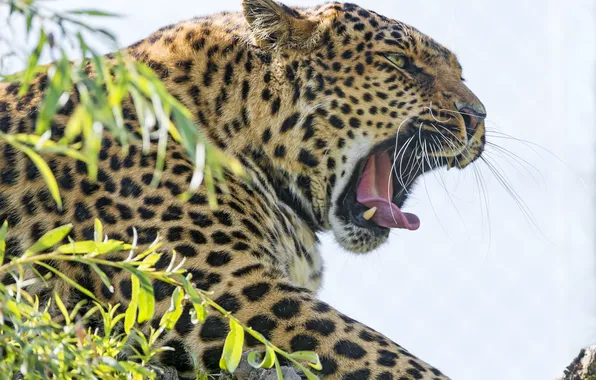 Кошка, морда, пасть, леопард, зевает, ©Tambako The Jaguar