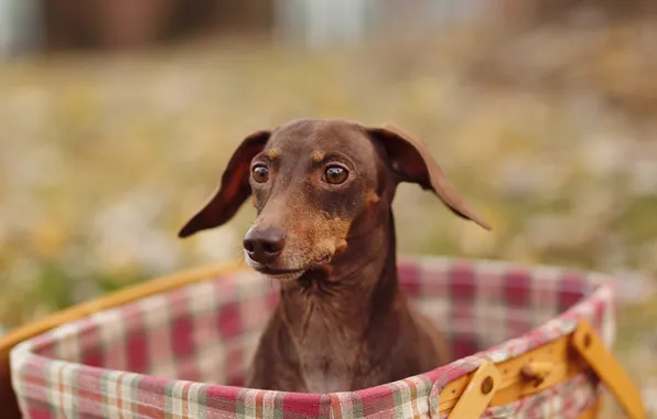 Фон, коробка, собака