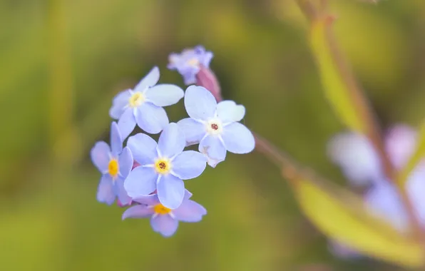 Blue, blooming, forget-me-not