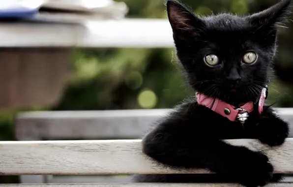 Взгляд, малыш, ошейник, котёнок, чёрный котёнок
