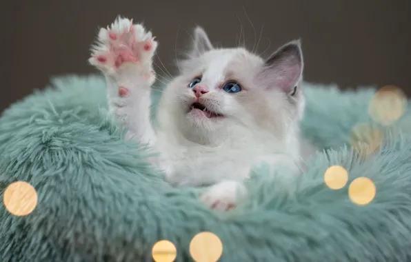 Кошка, взгляд, поза, котенок, малыш, мех, мордашка, боке