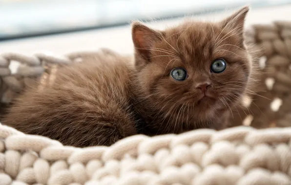 Кошка, взгляд, поза, котенок, малыш, лежит, мордашка, коричневый