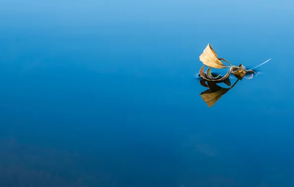 Water, leaves, reflection, mirror