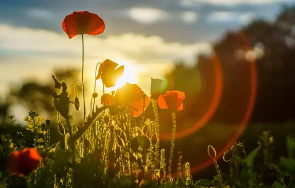 Картинка лето, свет, маки
