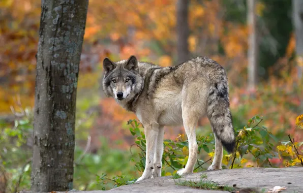Nature, face, animal, wolf, wildlife, head, fur, mammal