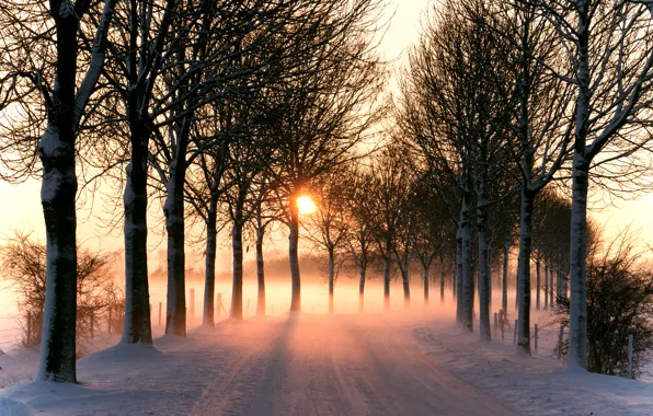 Картинка зима, дорога, солнце, свет, деревья, природа