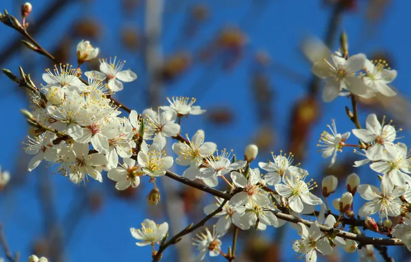 Flower, spring, twig