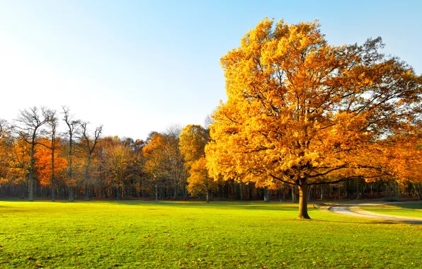 Осень, листья, деревья, парк, landscape, nature, park, autumn