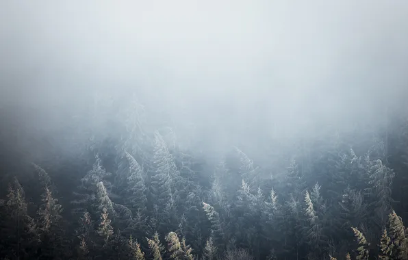 Лес, природа, туман