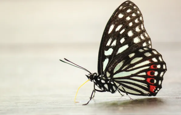 Картинка Butterfly, Insects, Boris Smokrovic