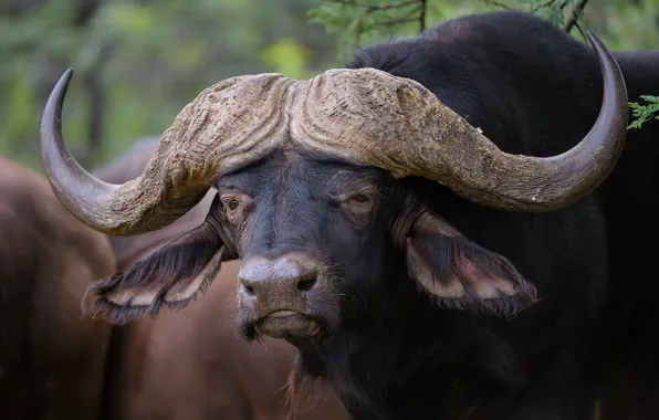 Морда, рога, Буффало, Buffalo