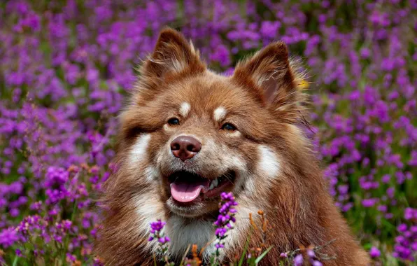 Картинка морда, цветы, собака, Финский лаппхунд