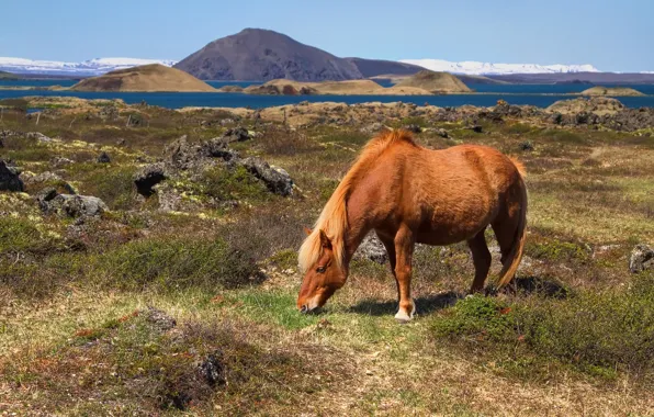 Горы, холмы, лошадь, пастбище, залив, Исландия