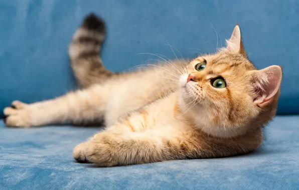 Кошка, взгляд, поза, котенок, рыжий, лежит, мордашка, голубой фон