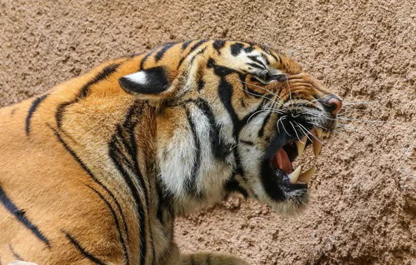 Кошка, тигр, клыки, раскраска