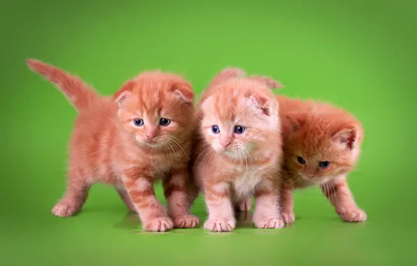 Кошки, котята, три, рыжие, трио, зеленый фон, три котенка