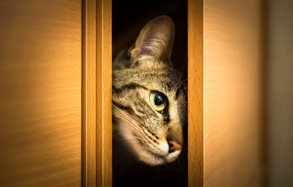 Картинка кошка, кот, взгляд, морда, шкаф, выглядывает, дверцы