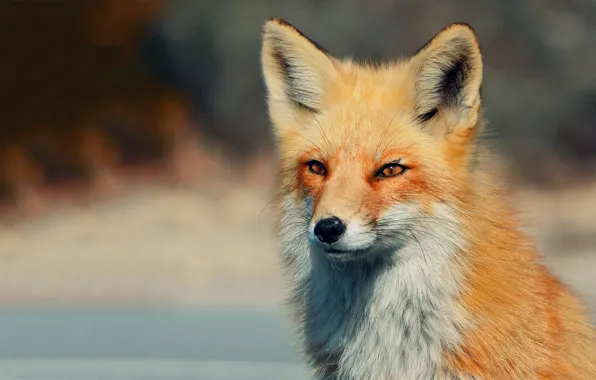 Взгляд, фон, лиса, fox