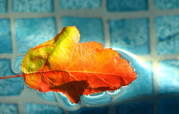 Картинка осень, вода, лист, бассейн