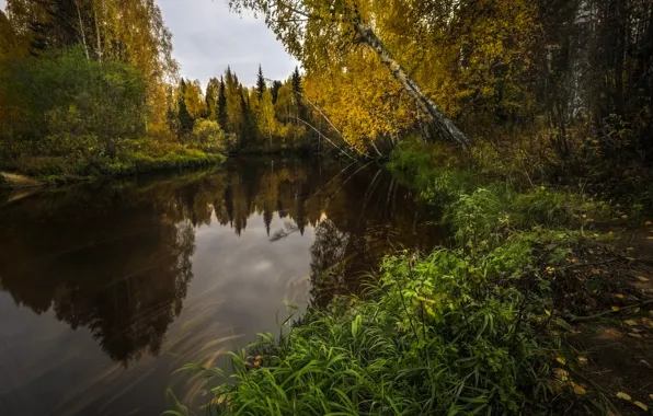 Картинка осень, лес, трава, пейзаж, природа, река, берега