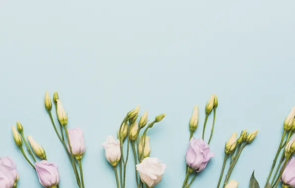 Картинка цветы, бутоны, flowers, эустома