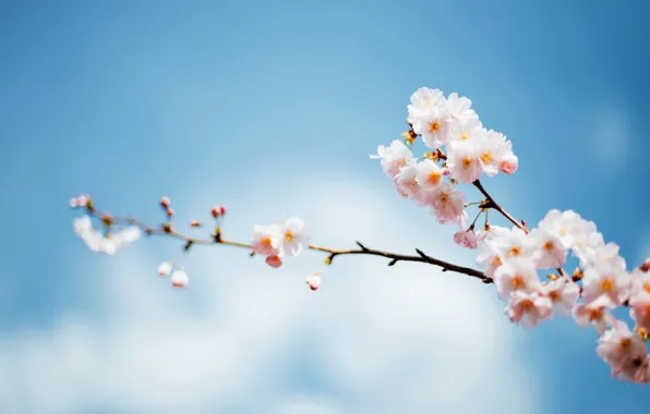 Картинка небо, дерево, фокус, ветка, весна, цветение