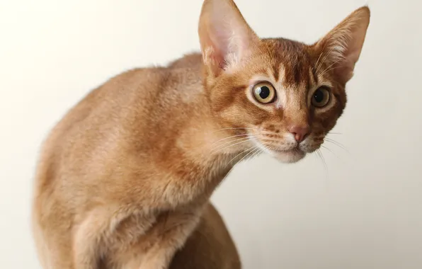 Кошка, кот, морда, фон, внимание