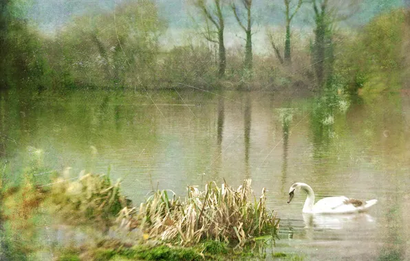 Картинка природа, озеро, лебеди