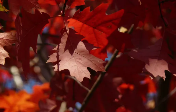 Картинка осень, деревья, Рыжие листья