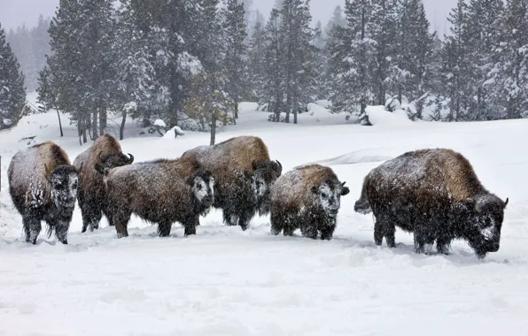 Картинка Winter, animals, wildlife, Bison