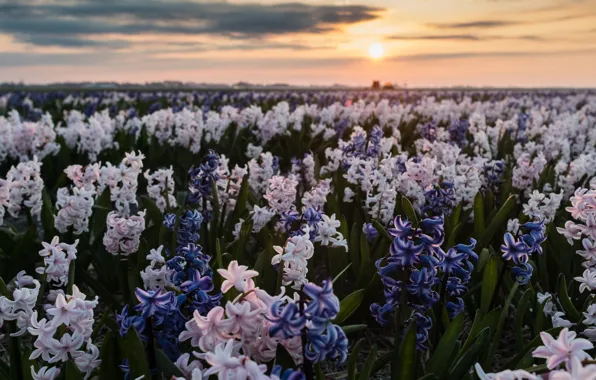 Картинка поле, небо, солнце, закат, цветы, синий, весна, горизонт